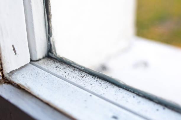 Best Biohazard Mold Removal  in Fairview, TX
