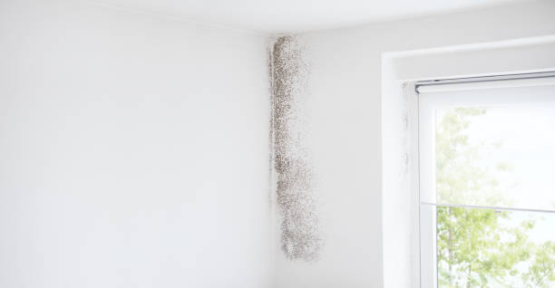 Mold Odor Removal Services in Fairview, TX